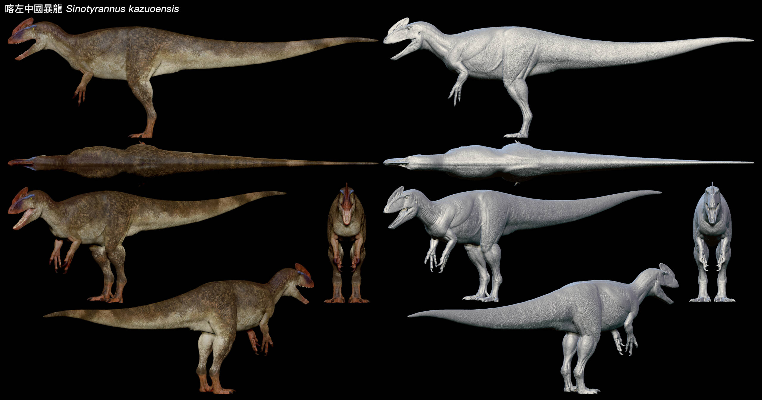 Sinotyrannus kazuoensis - Image 2